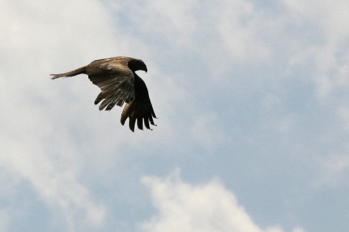 IMG_4435_r1.jpg