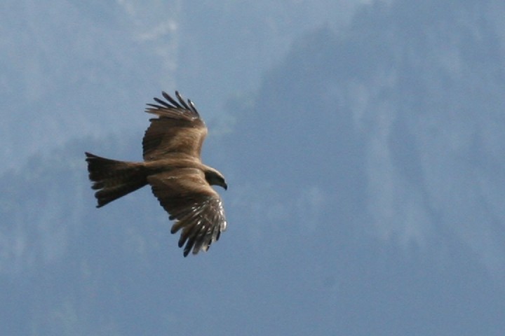 IMG_4652_r1.jpg