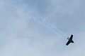 IMG_4720_r1