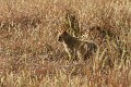 IMG_9880_r1