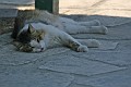 IMG_5155_r1