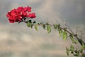 IMG_5238_r1